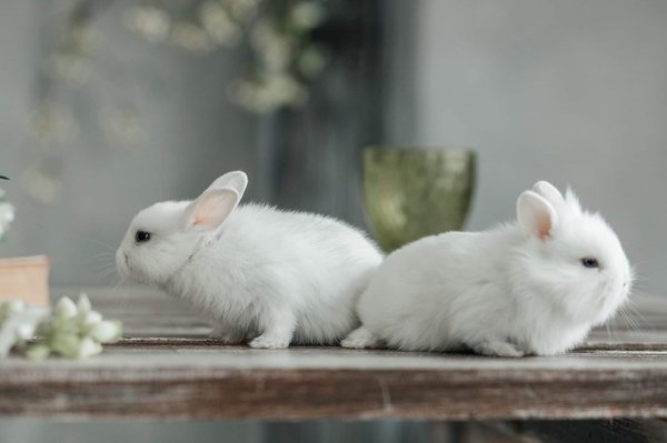 Quels sont les principes clés pour bien éduquer un lapin de compagnie?