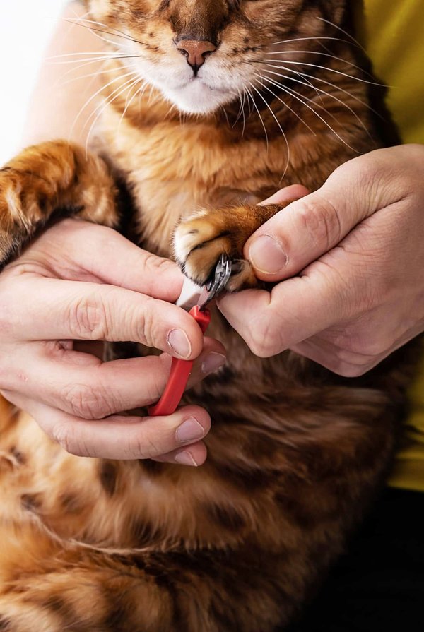 Quelles sont les étapes à suivre pour bien tailler les ongles des chats ?