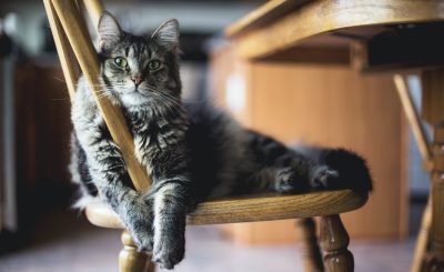 brown tabby cat on wooden windsor chair
